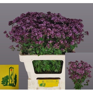 ORIG VU CHARM PURPLE