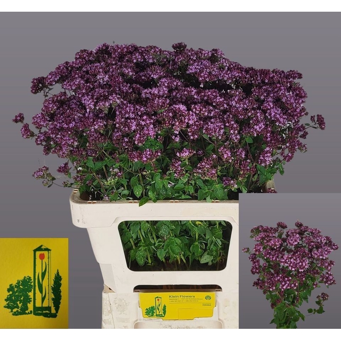 <h4>ORIG VU CHARM PURPLE</h4>