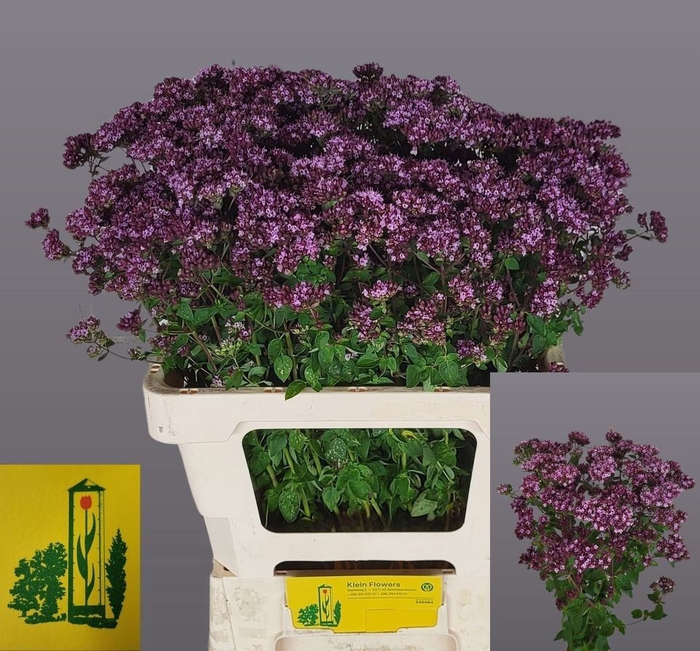<h4>ORIG VU CHARM PURPLE</h4>