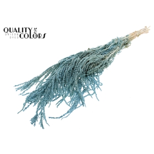 Hang Amaranthus ±70cm Preserved per bunch Bleached Light Blue