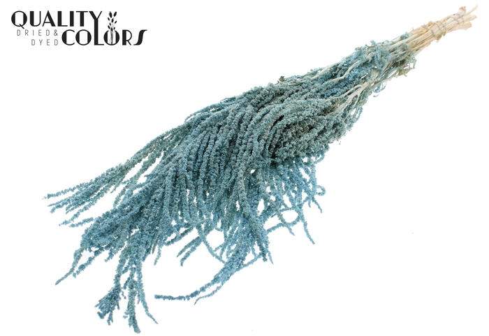 <h4>Hang Amaranthus ±70cm Preserved per bunch Bleached Light Blue</h4>