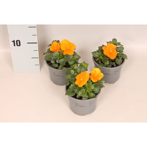 Viola cornuta F1 Orange