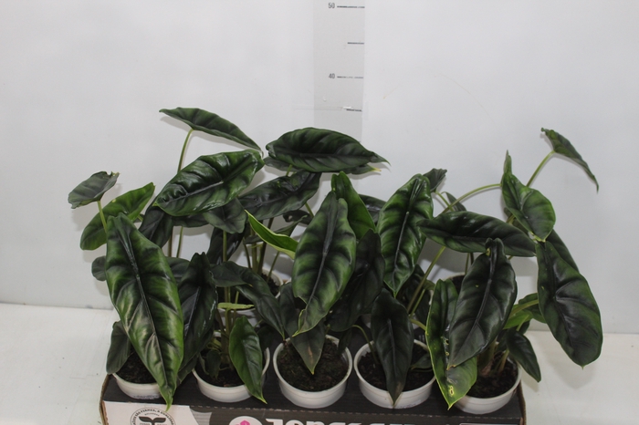 <h4>ALOCASIA VENUSTA P12</h4>