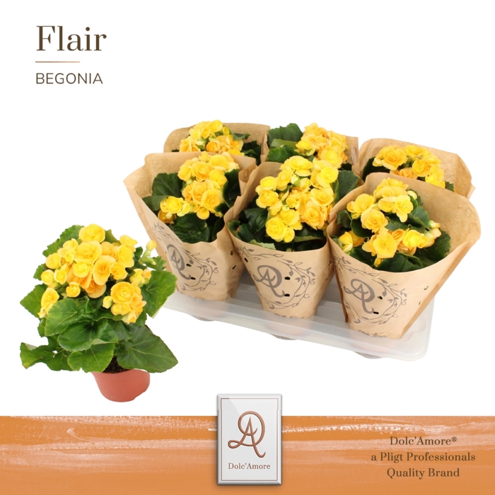 <h4>Begonia Nadine P14 Dolc'Amore® Kraft</h4>