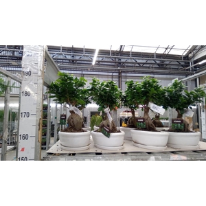 Ficus microcarpa 'Ginseng'