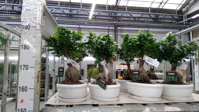 <h4>Ficus microcarpa 'Ginseng'</h4>