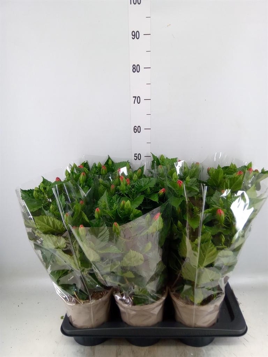 <h4>Hibiscus rosa-sin. 'Sunny Bordeaux'</h4>
