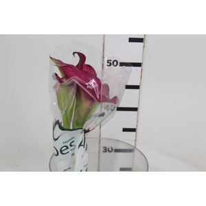 CALLA EXOTIC ROMANCE 050 CM