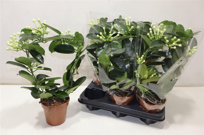 <h4>Steph Fl Ov</h4>