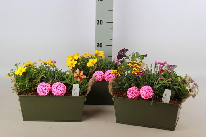 <h4>ARR TUINPLANTEN</h4>