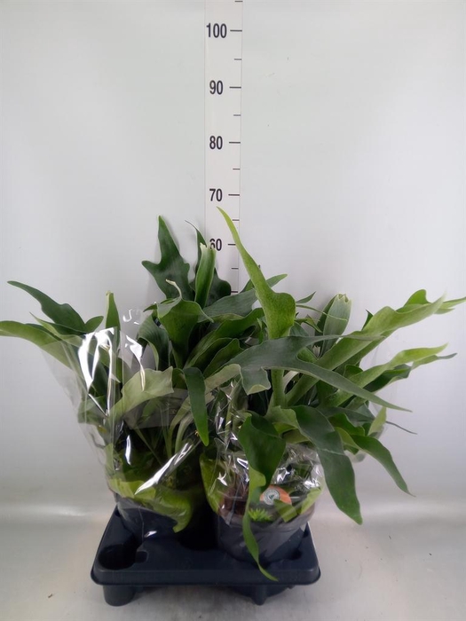 <h4>Platycerium bifurc.</h4>