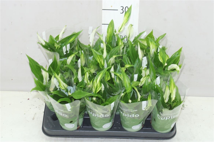 <h4>Spathiphyllum Pearl Cupido</h4>