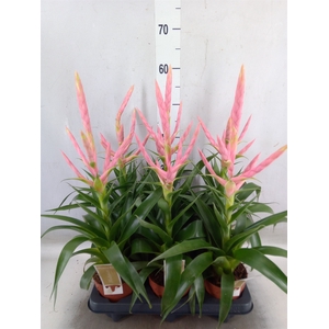 Tillandsia  'Dolce'