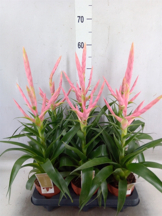 <h4>Tillandsia  'Dolce'</h4>