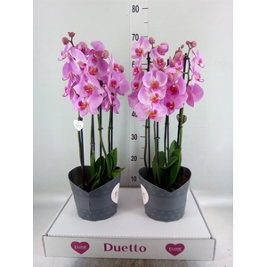 Phalaenopsis 'Ant Tucson'