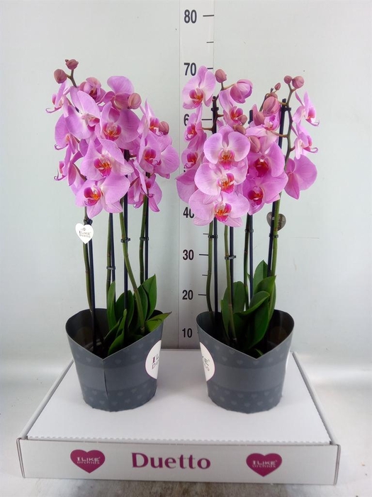 <h4>Phalaenopsis 'Ant Tucson'</h4>
