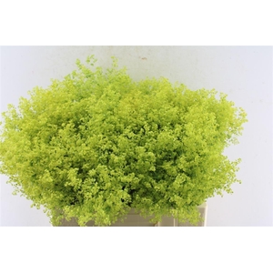 Alchemilla M Robustica