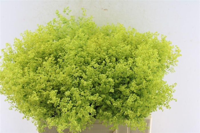 <h4>Alchemilla M Robustica</h4>