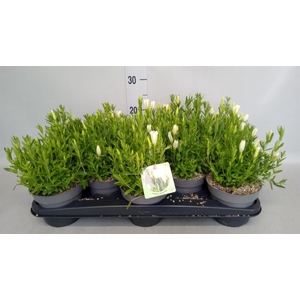 Gentiana  'Diana'