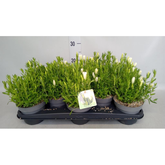 <h4>Gentiana  'Diana'</h4>