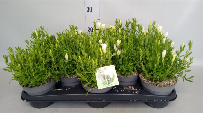 Gentiana  'Diana'