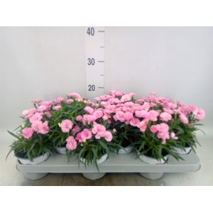 Dianthus  'I Love U'