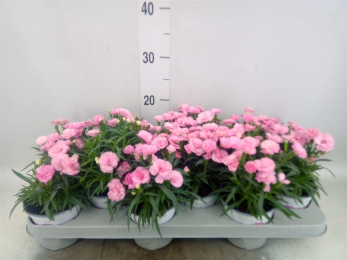 <h4>Dianthus  'I Love U'</h4>