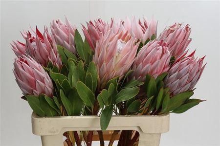 Protea Cynaroides