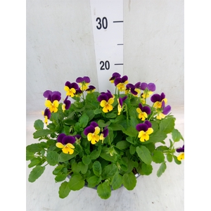 Viola corn. 'Evo Mini Pink Wing'