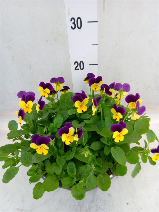 <h4>Viola corn. 'Evo Mini Pink Wing'</h4>
