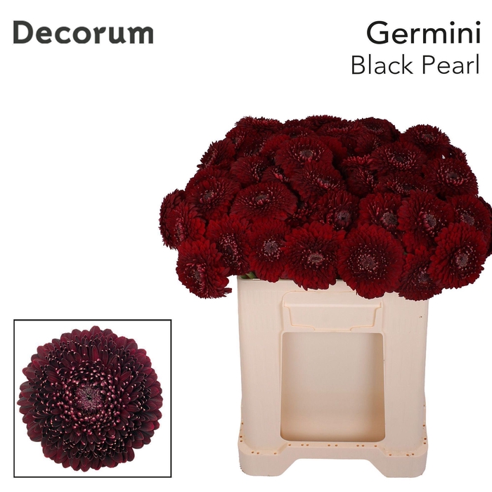 <h4>GE MB BLACK PEARL</h4>