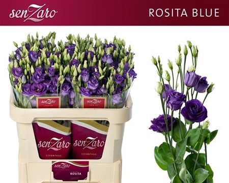 EUS G ROSI BLUE