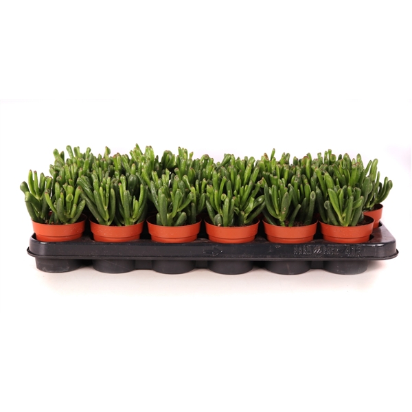 <h4>Crassula hobbit 8,5 cm</h4>