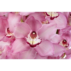 CYMB GR GEISHA GIRL X16