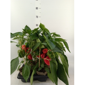 Capsicum annuum   ...paprika