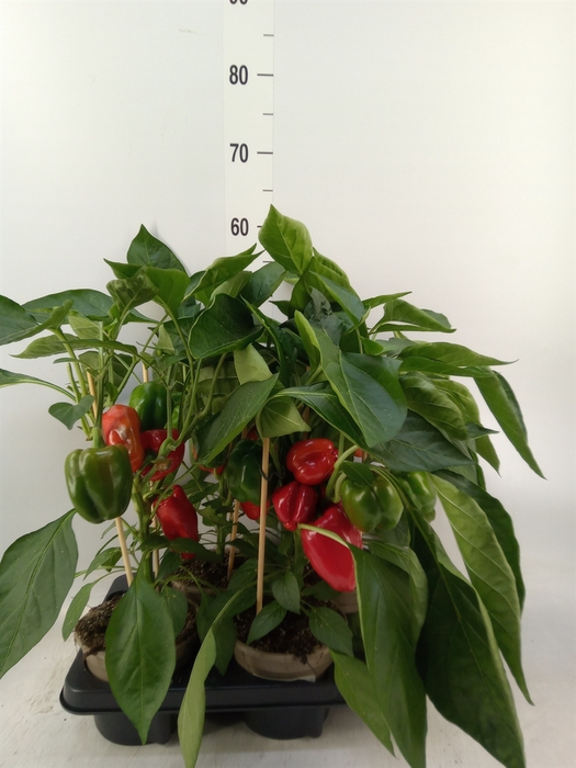<h4>Capsicum annuum   ...paprika</h4>