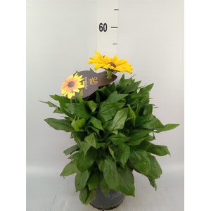 Rudbeckia hirta 'Sunbeckia'
