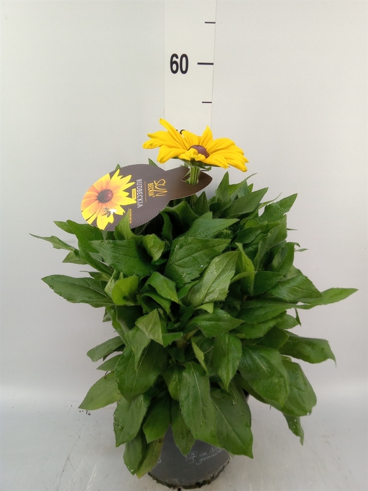 <h4>Rudbeckia hirta 'Sunbeckia'</h4>