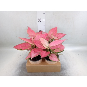 Aglaonema   ...