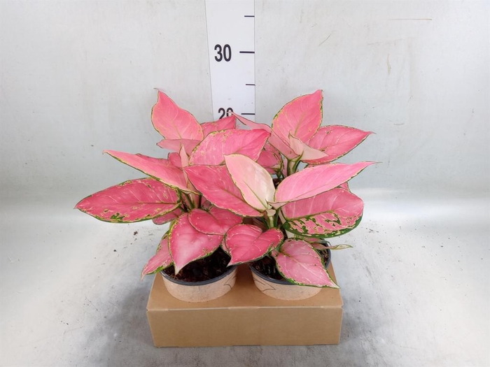 <h4>Aglaonema   ...</h4>