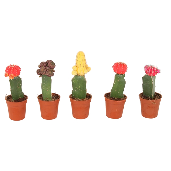 <h4>Cactus mix Ø5,5cm (including Gymnocalycium)</h4>