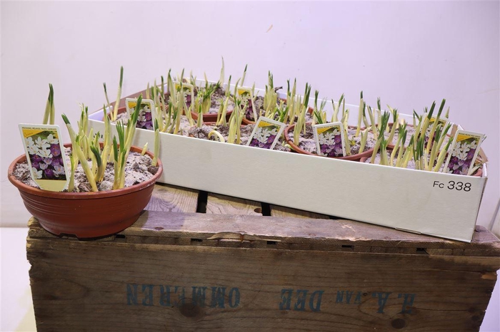 <h4>arr8 Crocus Gem</h4>