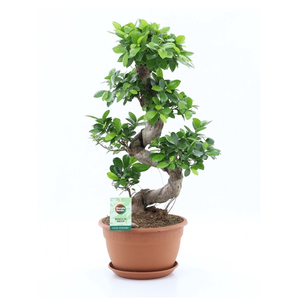 <h4>Ficus Ginseng S type</h4>
