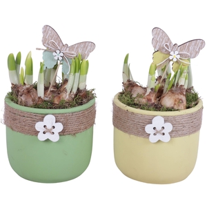 Bulbs Arr. Narcis Ceramic Pot Round Rope Flower Ø14cm