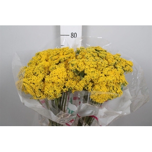 Achil F Parker Variety