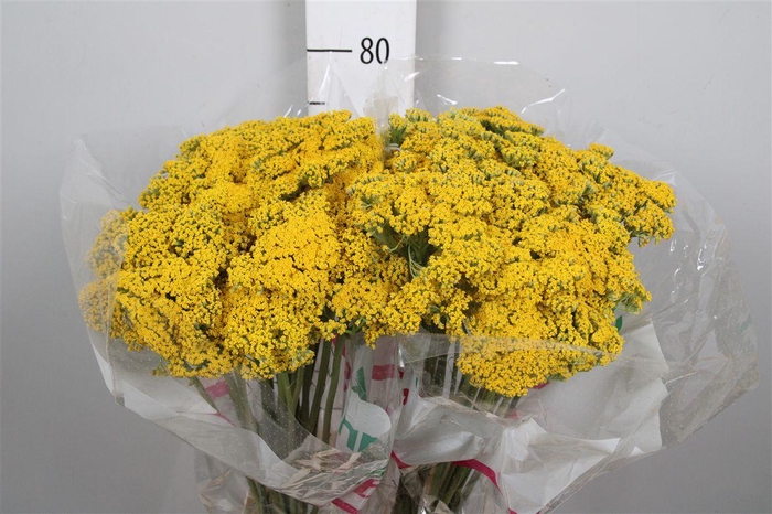 <h4>Achil F Parker Variety</h4>