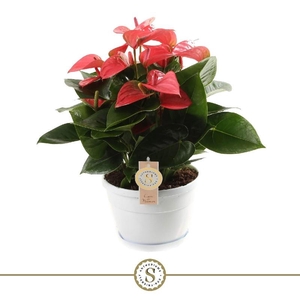 Anthurium Andreanum rose Schaal Napoli, Pink Champion
