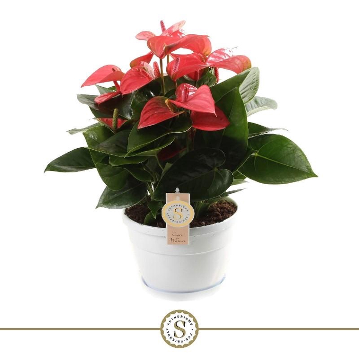 <h4>Anthurium Andreanum rose Schaal Napoli, Pink Champion</h4>