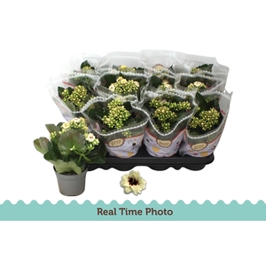 KAL GE TIGER M CREAM