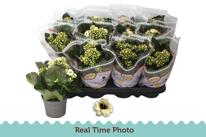 <h4>KAL GE TIGER M CREAM</h4>